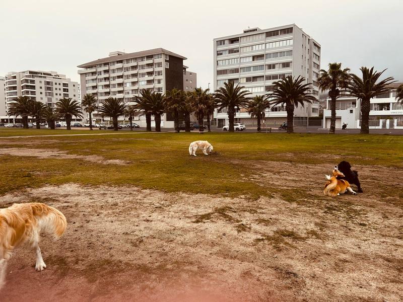 To Let 2 Bedroom Property for Rent in Mouille Point Western Cape
